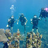 Seascape Roatan